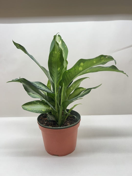 Dieffenbachia Panther - Fleurish Plant Care, LLC