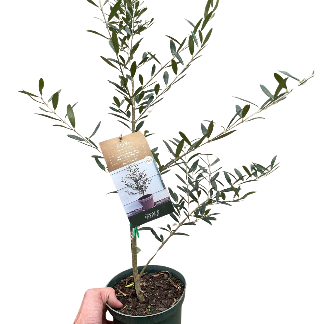 Common Olive Tree (Olea europaea) - Fleurish Plant Care, LLC