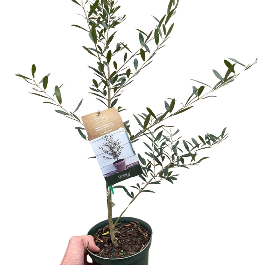 Common Olive Tree (Olea europaea) - Fleurish Plant Care, LLC