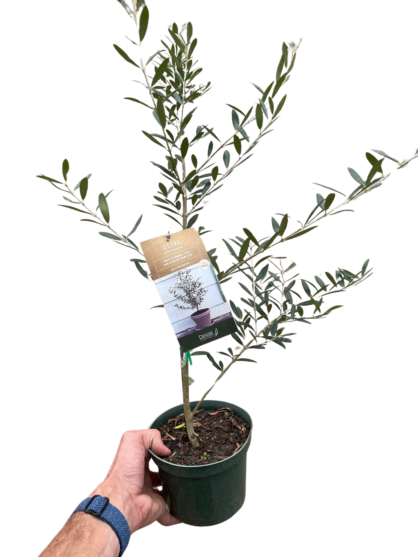 Common Olive Tree (Olea europaea) - Fleurish Plant Care, LLC