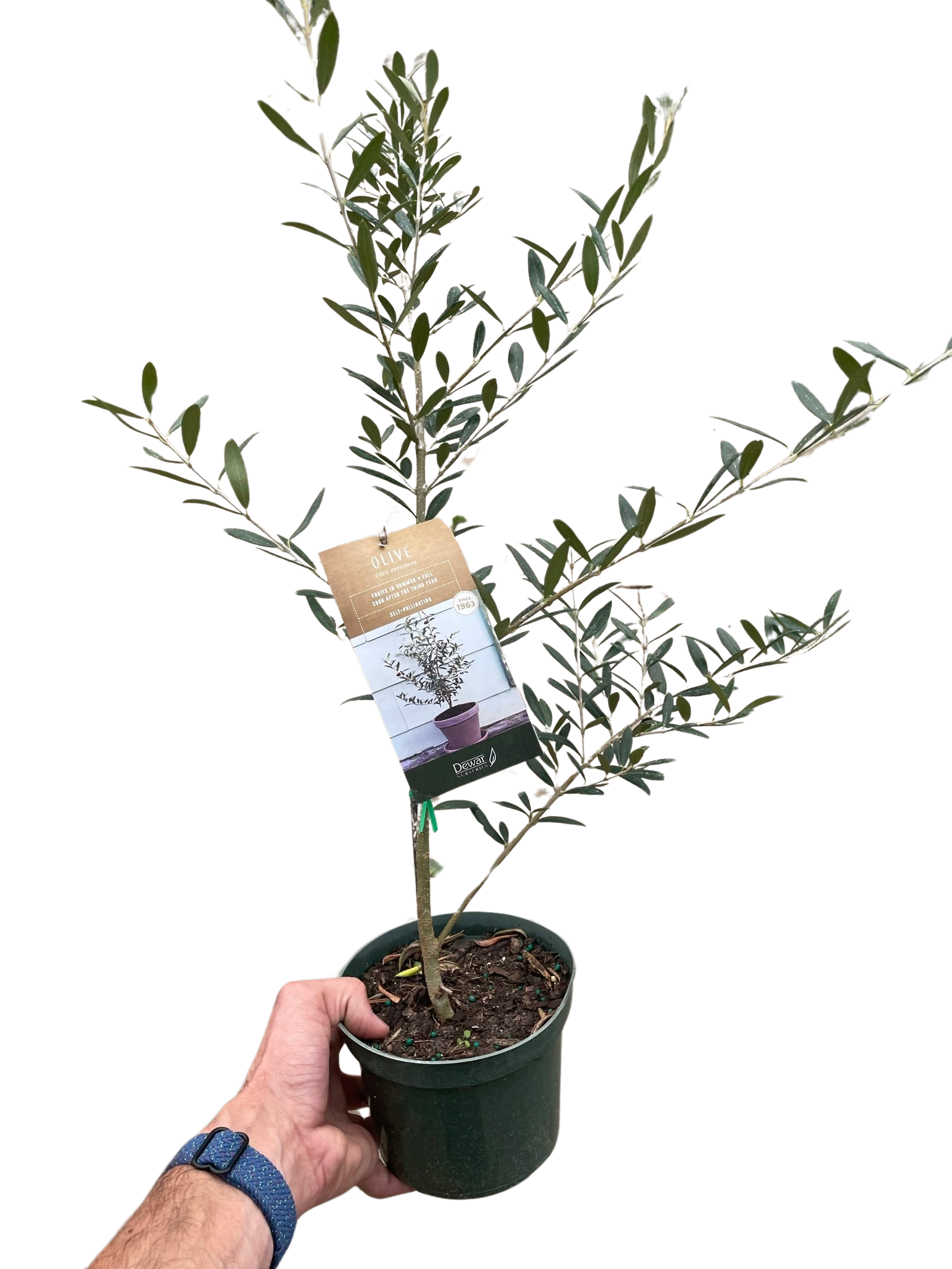 Common Olive Tree (Olea europaea) - Fleurish Plant Care, LLC
