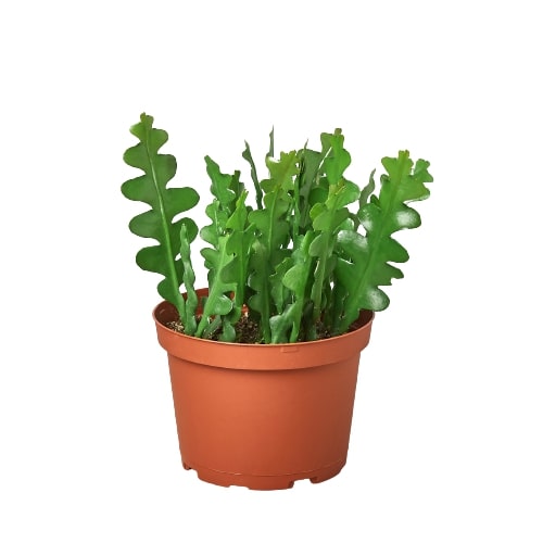 Epiphyllum 'Ric Rac' Cactus - Fleurish Plant Care, LLC