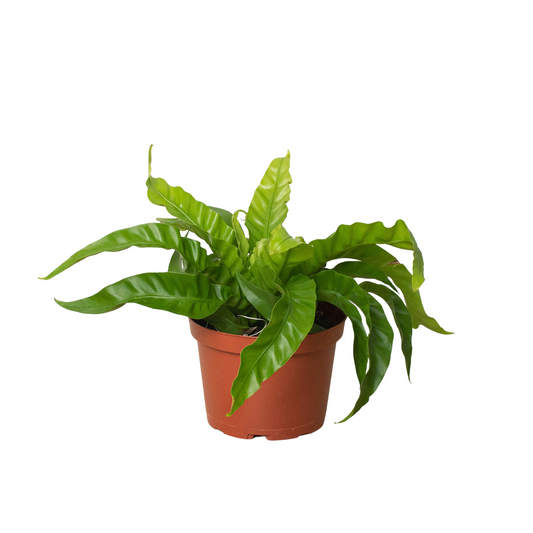 🐾 Fern 'Bird's Nest Hurricane'
