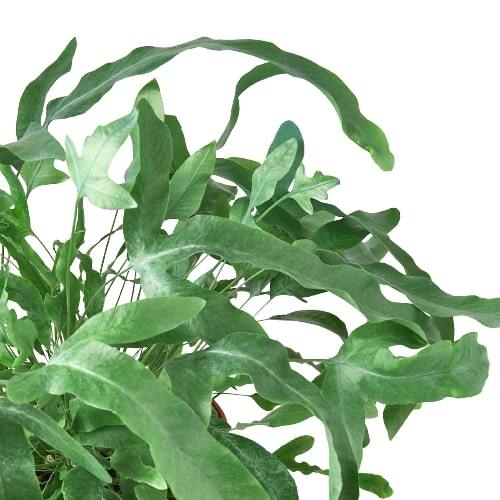 🐾Fern 'Blue Star'