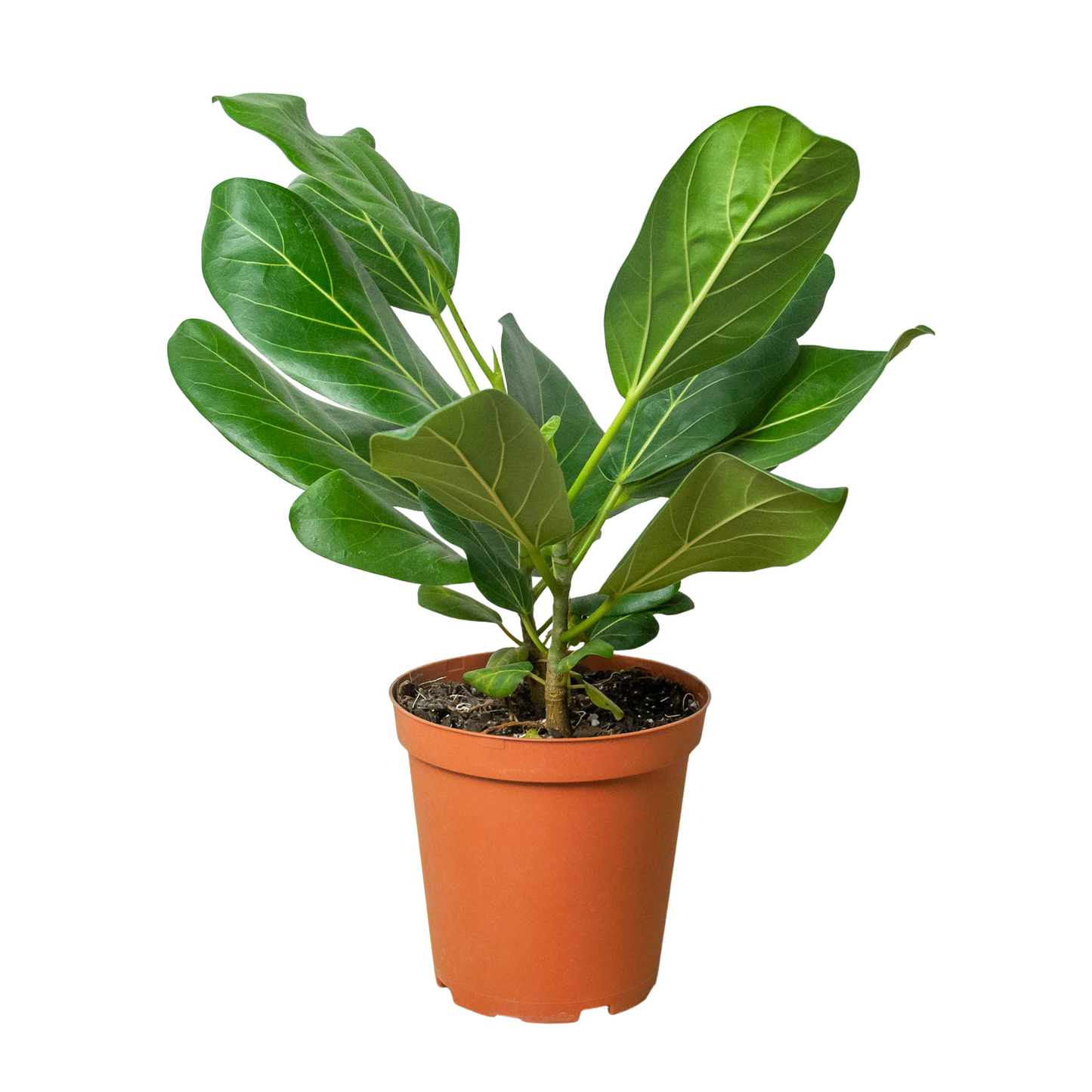 Ficus 'Audrey' - Fleurish Plant Care, LLC