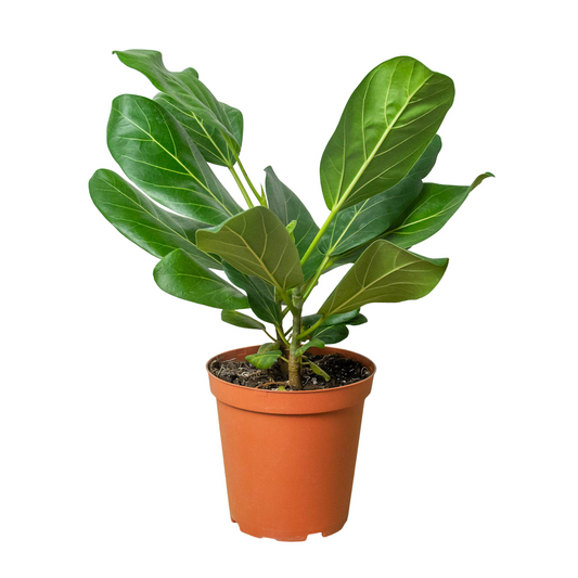 Ficus 'Audrey' - Fleurish Plant Care, LLC