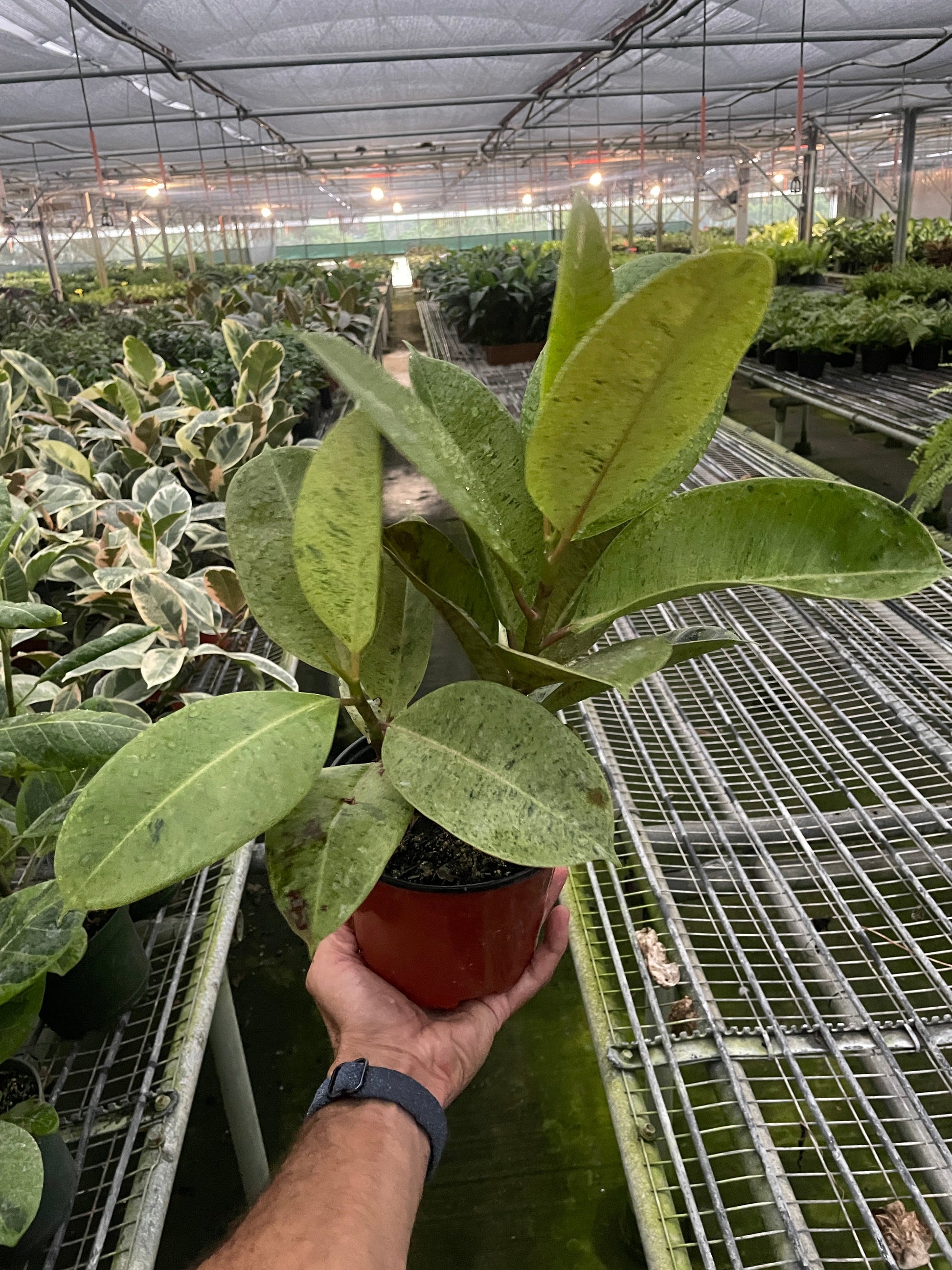 Ficus 'shivereana' (Moonshine) - Fleurish Plant Care, LLC