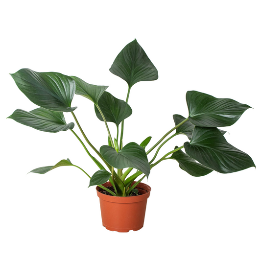 Homalomena 'Emerald Gem' - Fleurish Plant Care, LLC