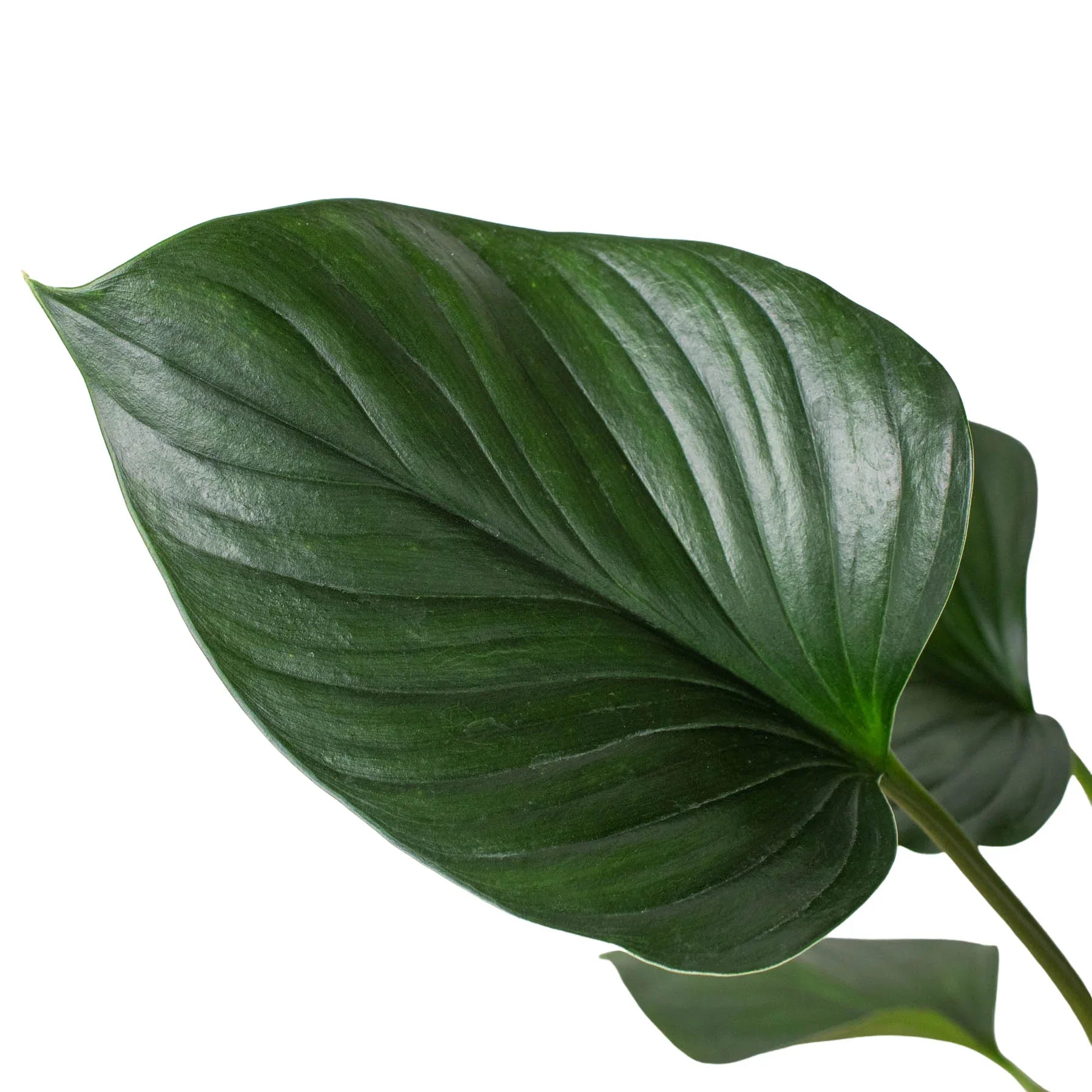 Homalomena 'Emerald Gem' - Fleurish Plant Care, LLC