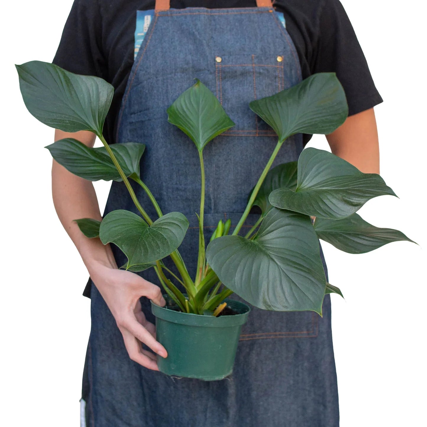 Homalomena 'Emerald Gem' - Fleurish Plant Care, LLC