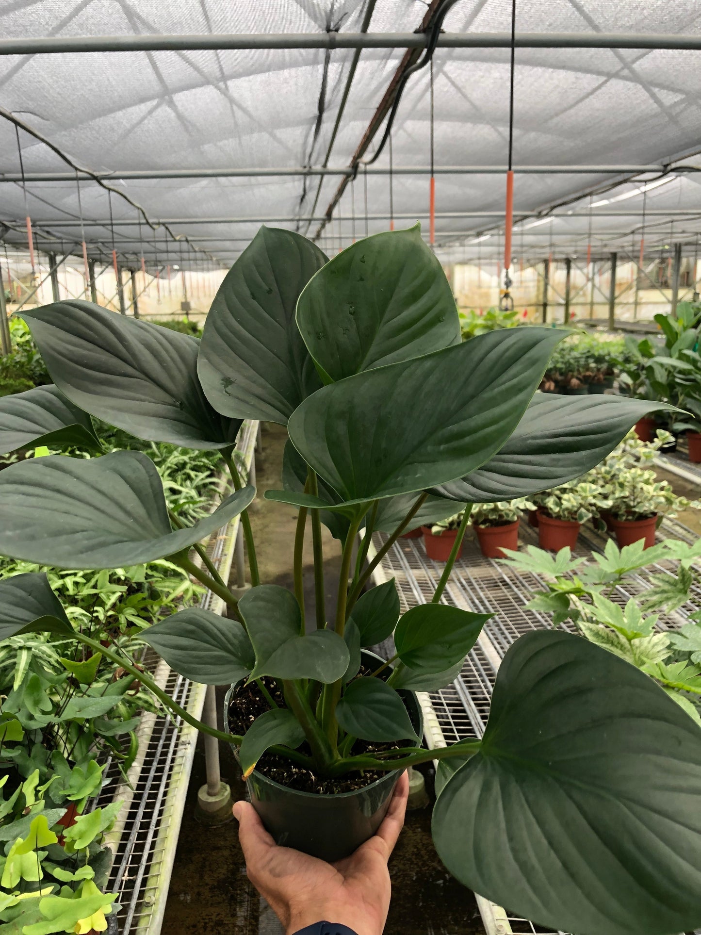 Homalomena 'Emerald Gem' - Fleurish Plant Care, LLC