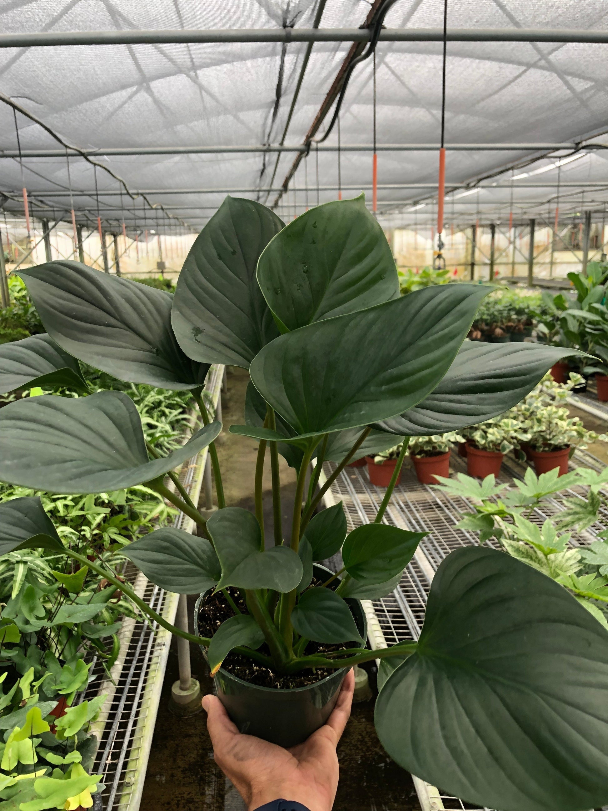 Homalomena 'Emerald Gem' - Fleurish Plant Care, LLC