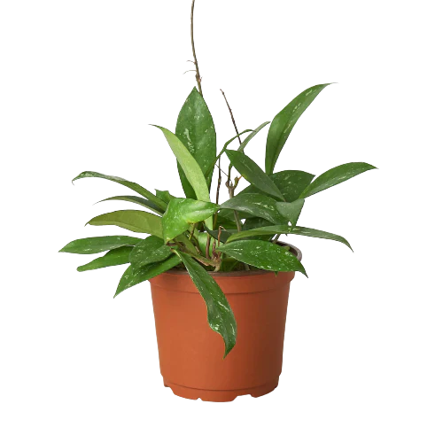 Hoya 'Publicalyx' - Fleurish Plant Care, LLC