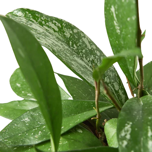 Hoya 'Publicalyx' - Fleurish Plant Care, LLC