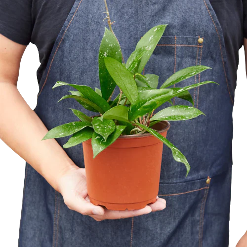 Hoya 'Publicalyx' - Fleurish Plant Care, LLC