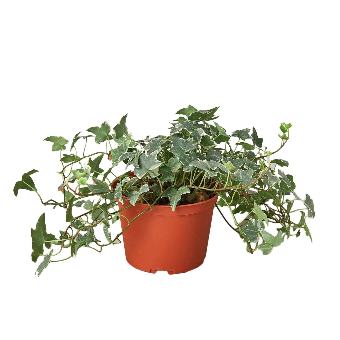 English Ivy 'Glacier' - Fleurish Plant Care, LLC