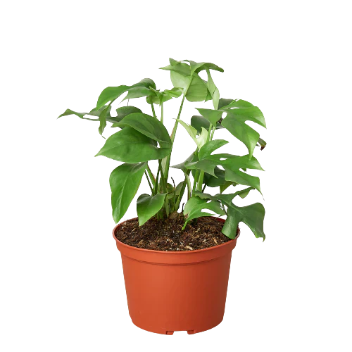 Philodendron Mini Monstera Minima - Fleurish Plant Care, LLC