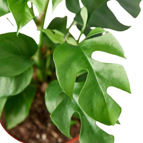 Philodendron Mini Monstera Minima - Fleurish Plant Care, LLC