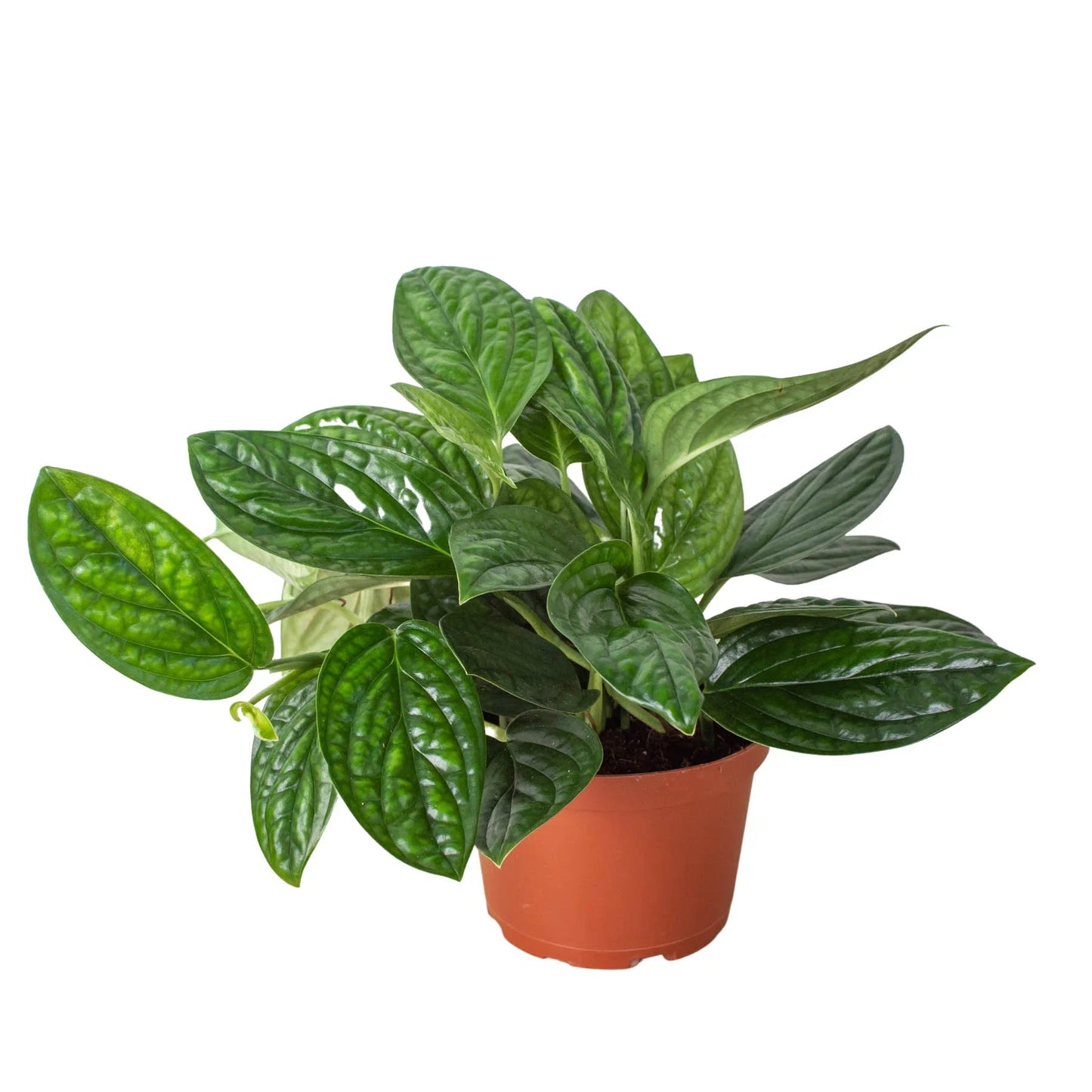 Monstera 'Peru' - Fleurish Plant Care, LLC