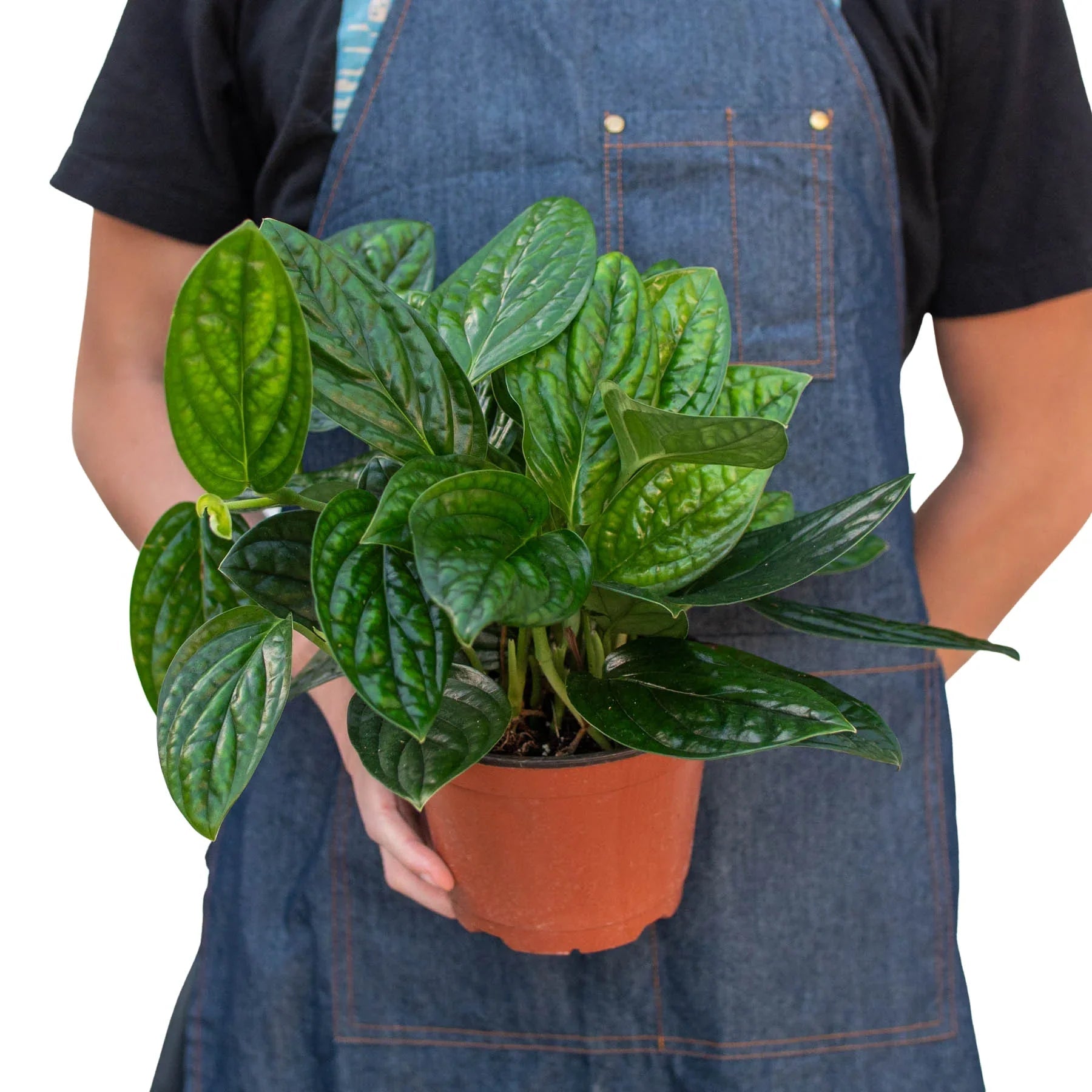 Monstera 'Peru' - Fleurish Plant Care, LLC