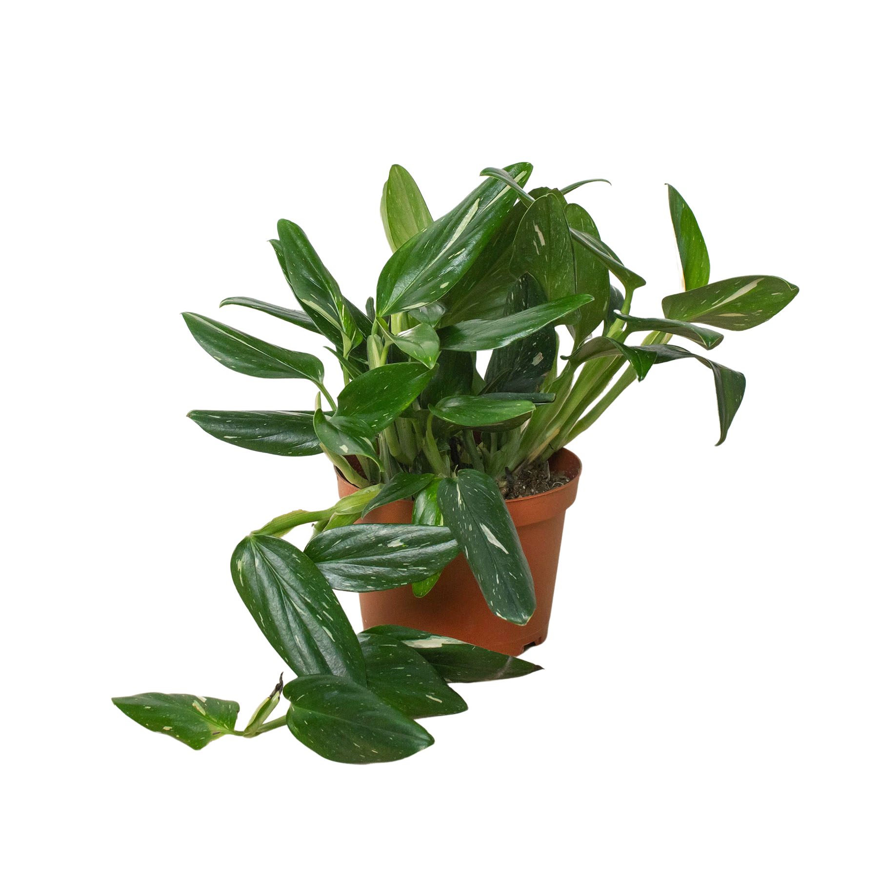 Monstera 'Standeleyana Albo Variegated' - Fleurish Plant Care, LLC