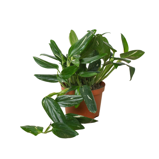 Monstera 'Standeleyana Albo Variegated' - Fleurish Plant Care, LLC