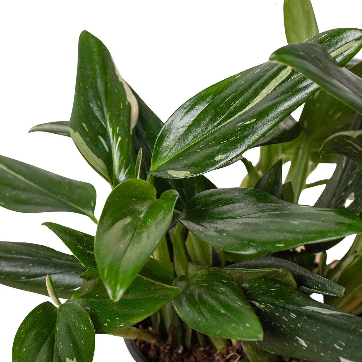 Monstera 'Standeleyana Albo Variegated' - Fleurish Plant Care, LLC