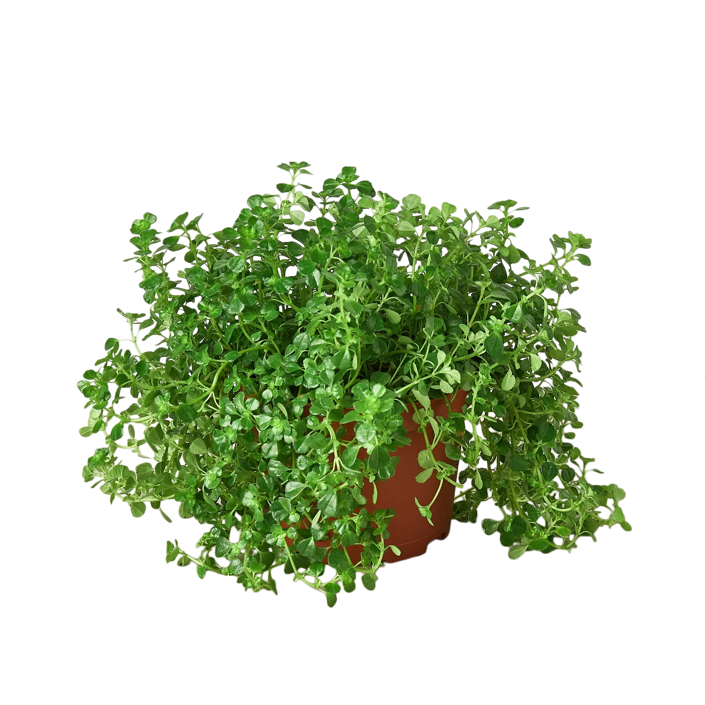 Nettle 'Baby's Tear' - Fleurish Plant Care, LLC