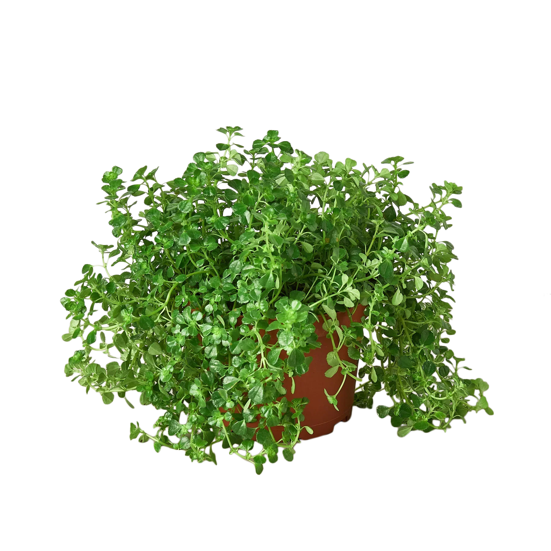 Nettle 'Baby's Tear' - Fleurish Plant Care, LLC