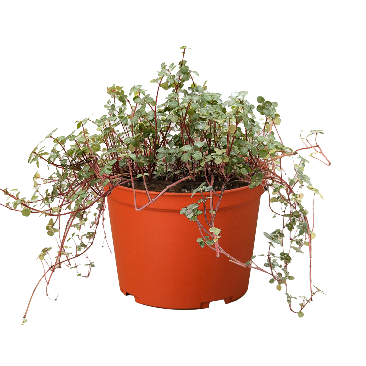 Nettle 'Silver Sparkle' - Fleurish Plant Care, LLC