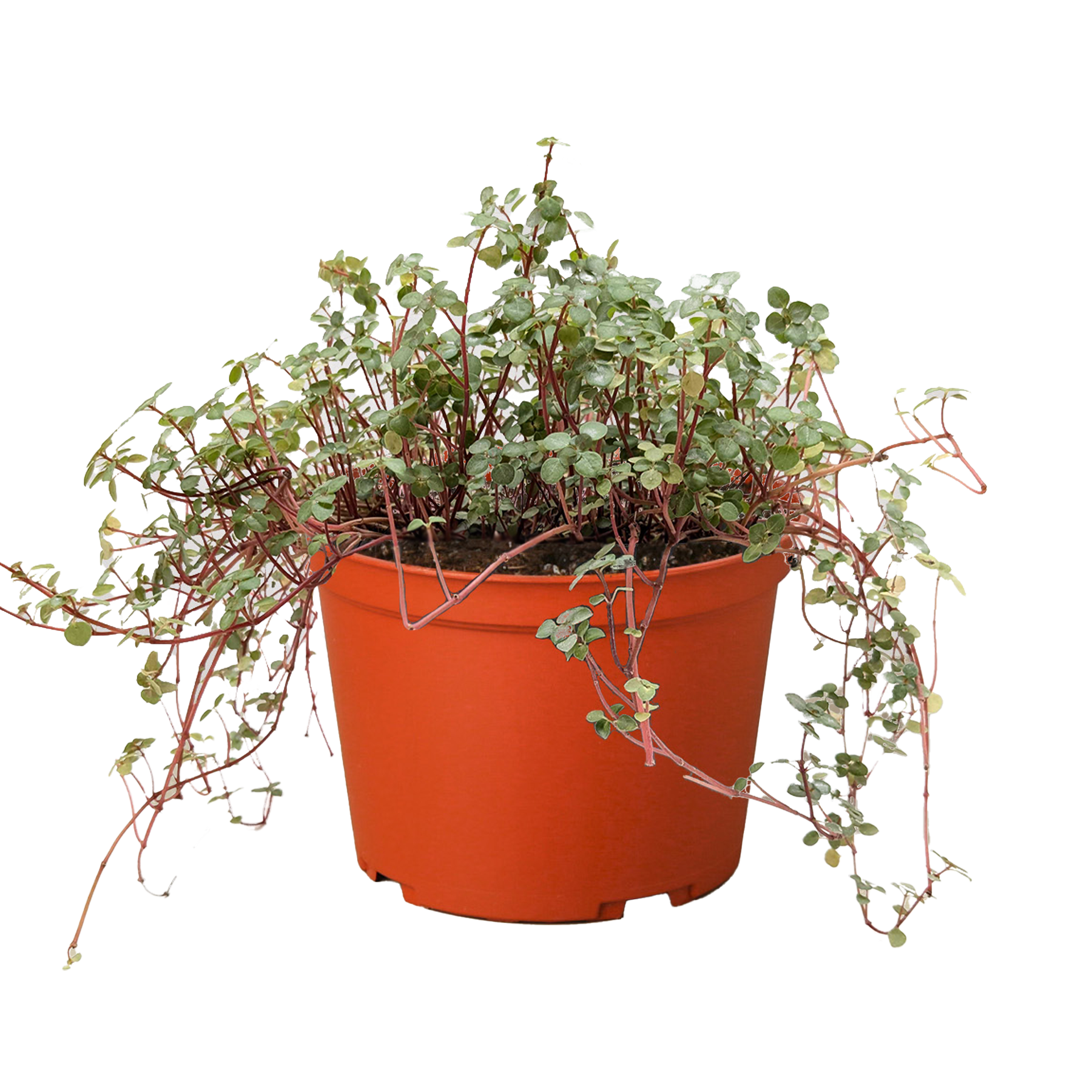 Nettle 'Silver Sparkle' - Fleurish Plant Care, LLC
