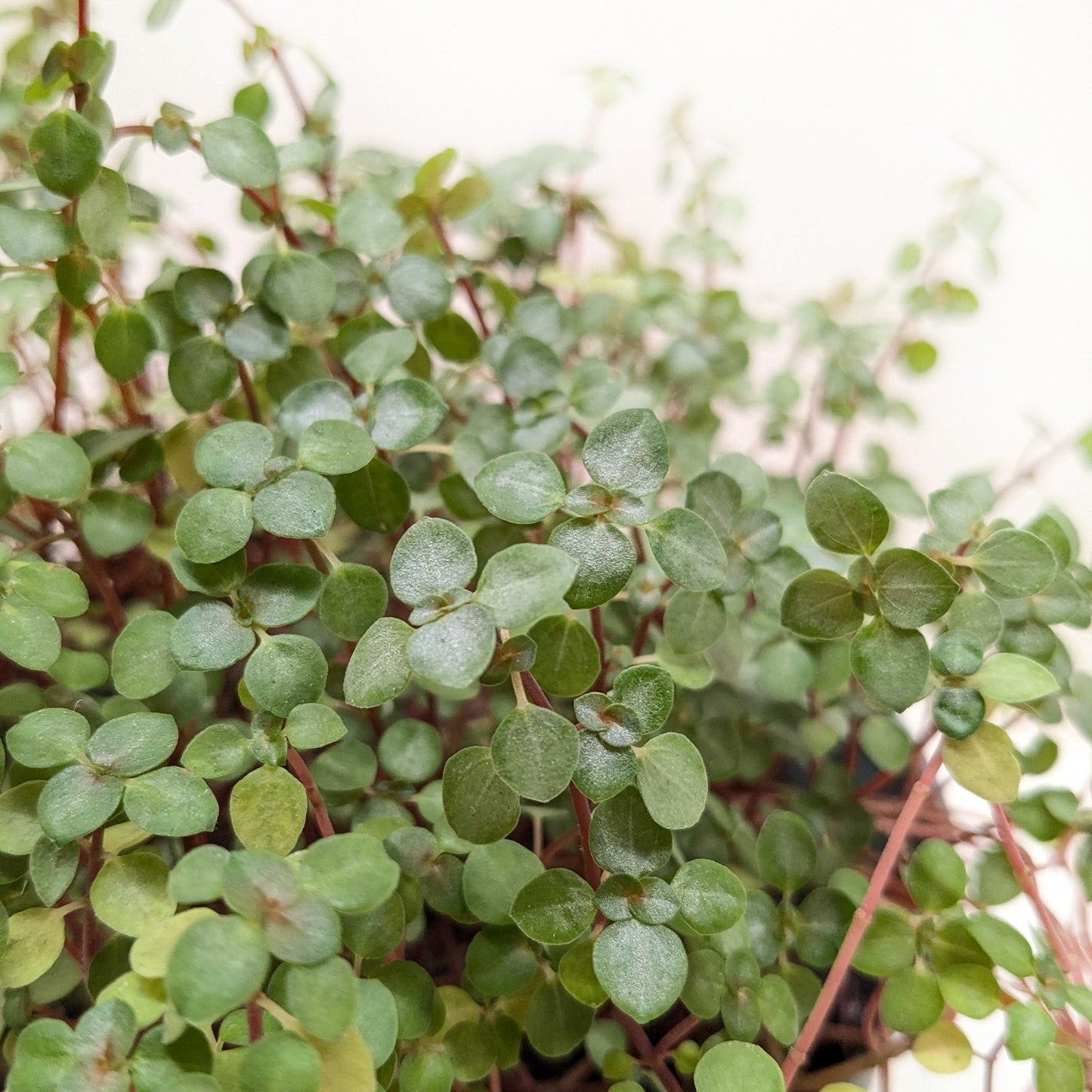 Nettle 'Silver Sparkle' - Fleurish Plant Care, LLC
