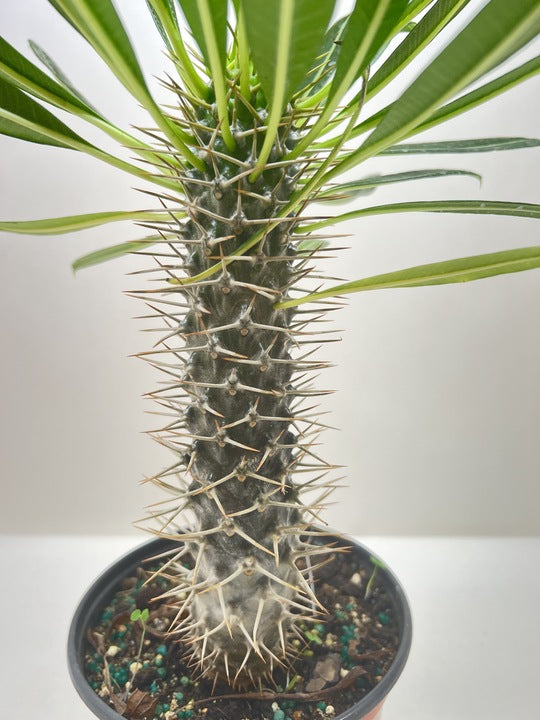 Pachypodium 'lamerei' (Madagascar Palm) - Fleurish Plant Care, LLC
