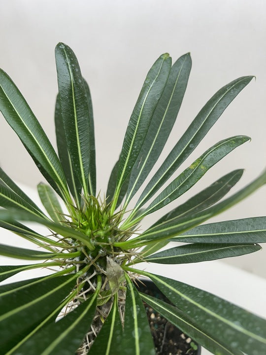 Pachypodium 'lamerei' (Madagascar Palm) - Fleurish Plant Care, LLC