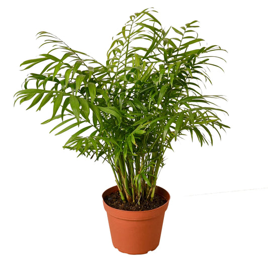 🐾Parlor Palm