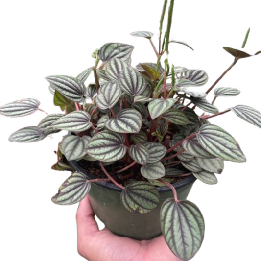 🐾Peperomia 'Picollo Banda'