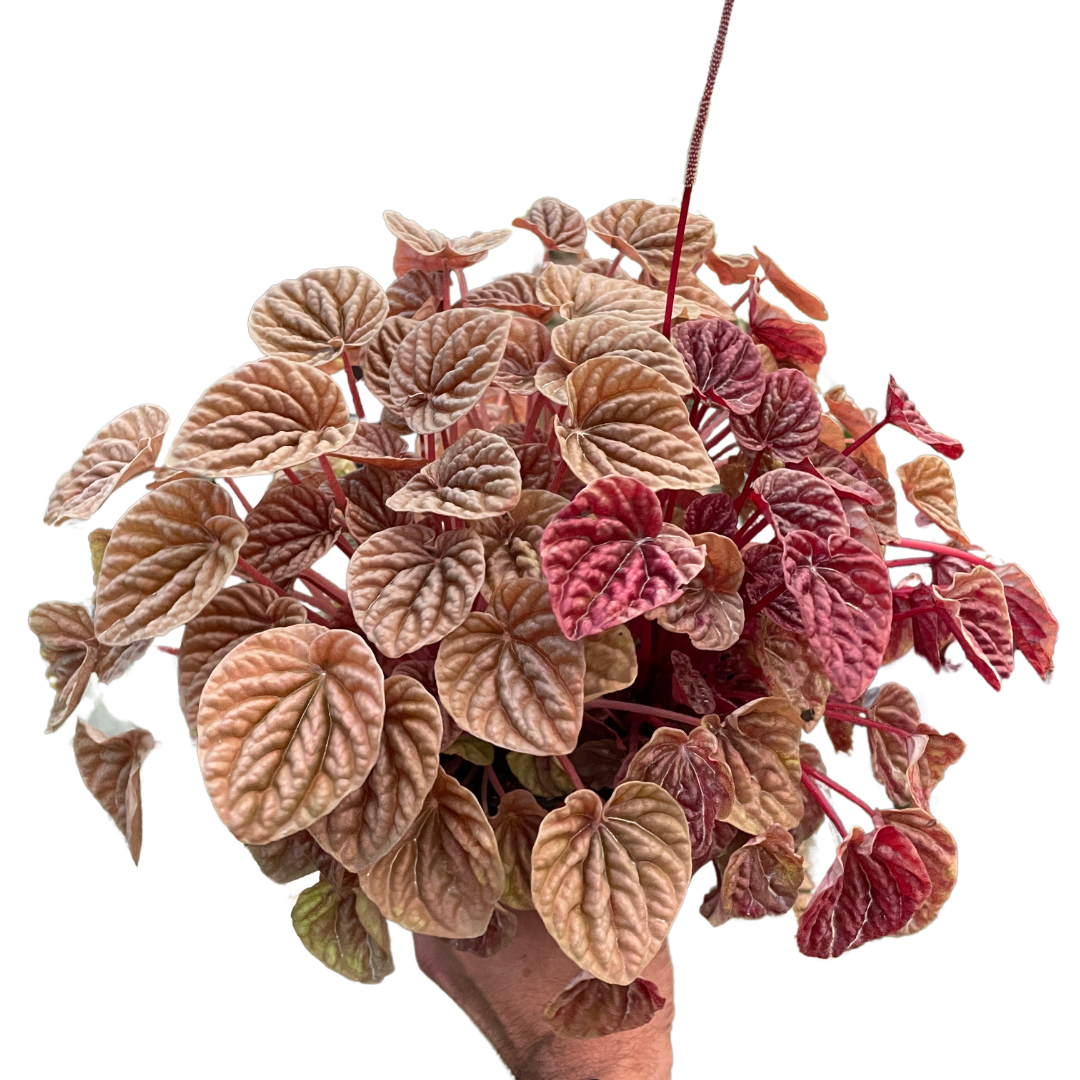 Peperomia 'Quito' - Fleurish Plant Care, LLC