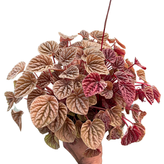 Peperomia 'Quito' - Fleurish Plant Care, LLC