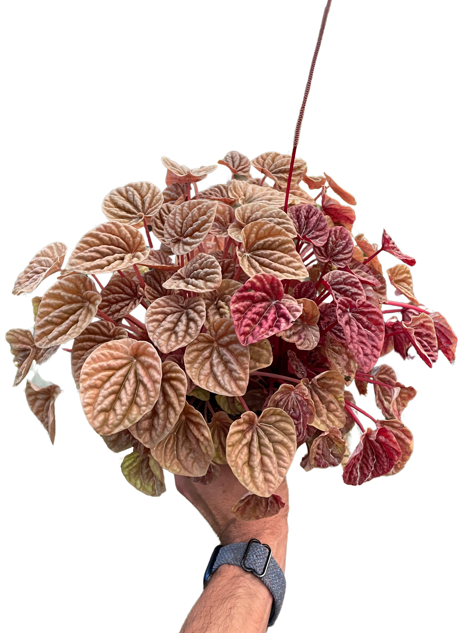 Peperomia 'Quito' - Fleurish Plant Care, LLC
