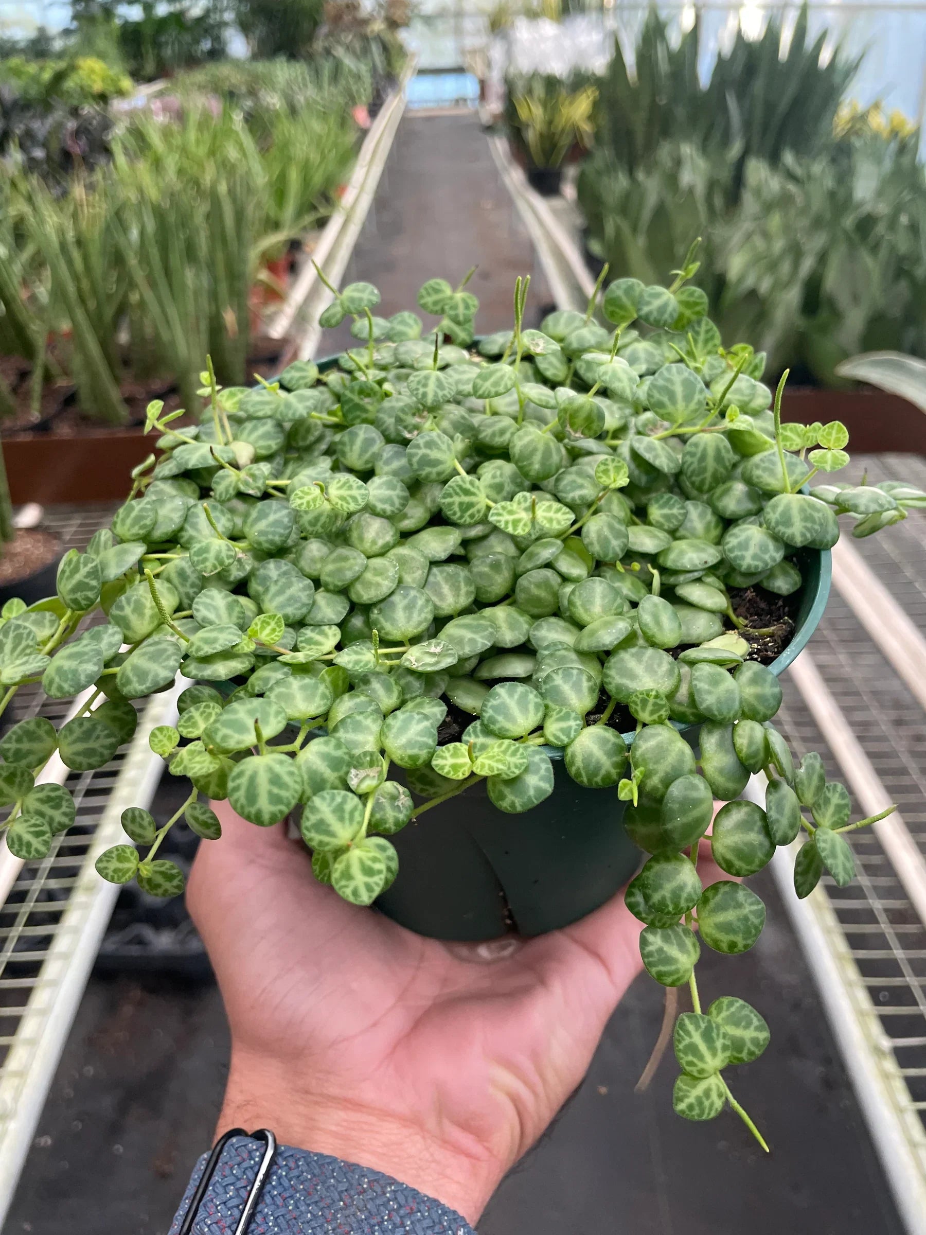 Peperomia Prostrata 'String of Turtles' - Fleurish Plant Care, LLC