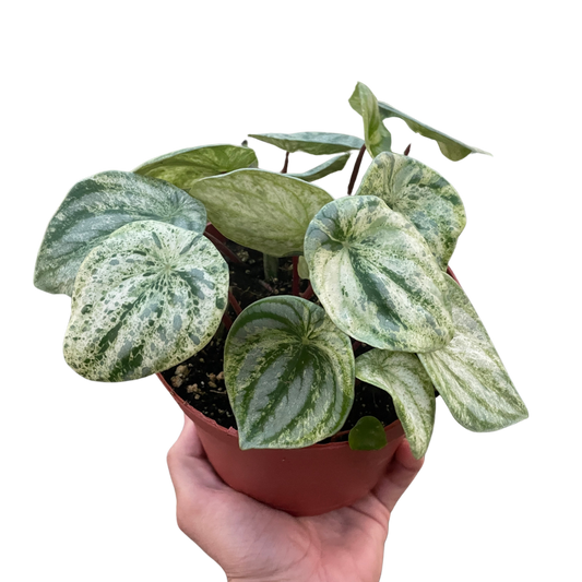 🐾Peperomia 'Watermelon Variegated'