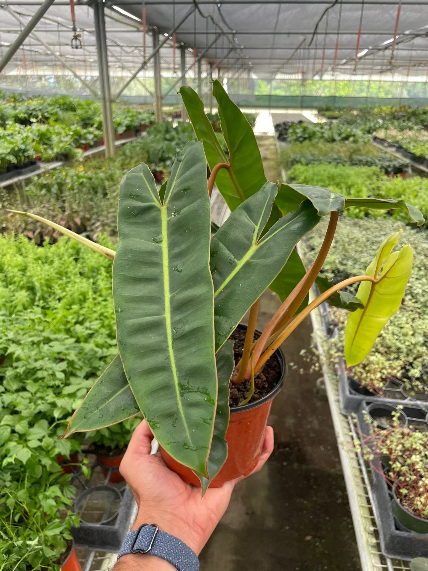 Philodendron 'Billietiae' - Fleurish Plant Care, LLC