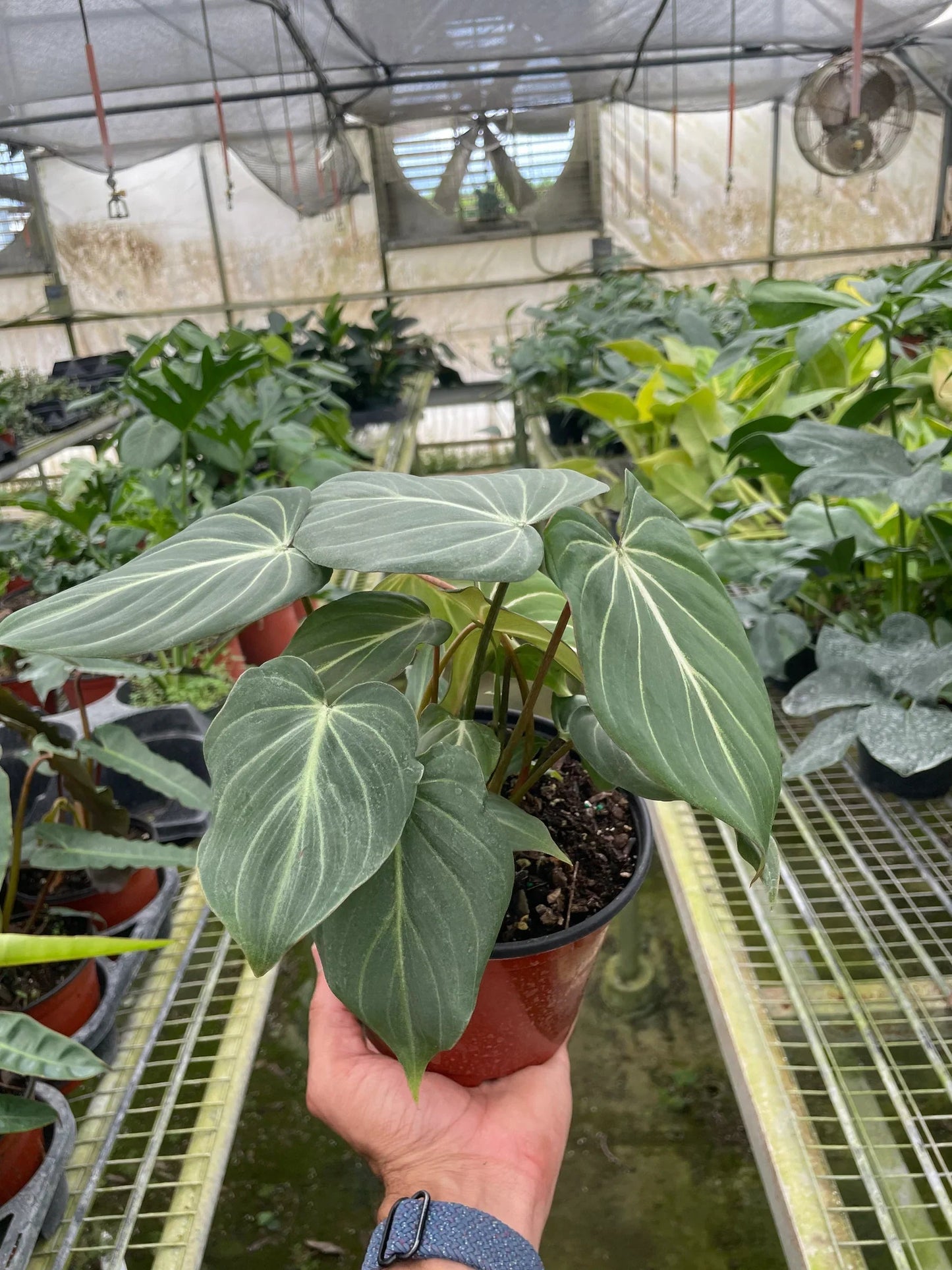 Philodendron Gloriosum - Fleurish Plant Care, LLC