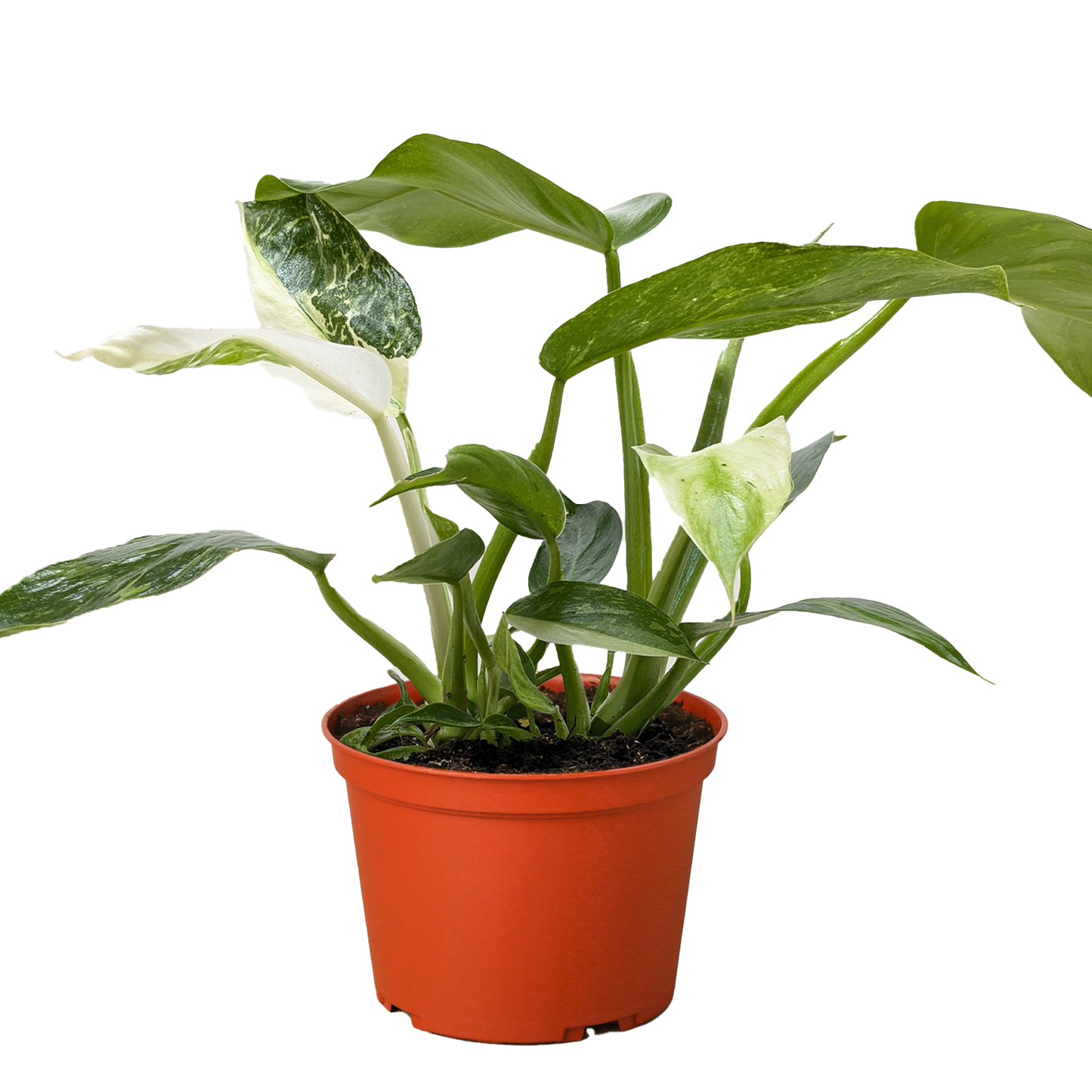 Philodendron Jose Bueno - Fleurish Plant Care, LLC