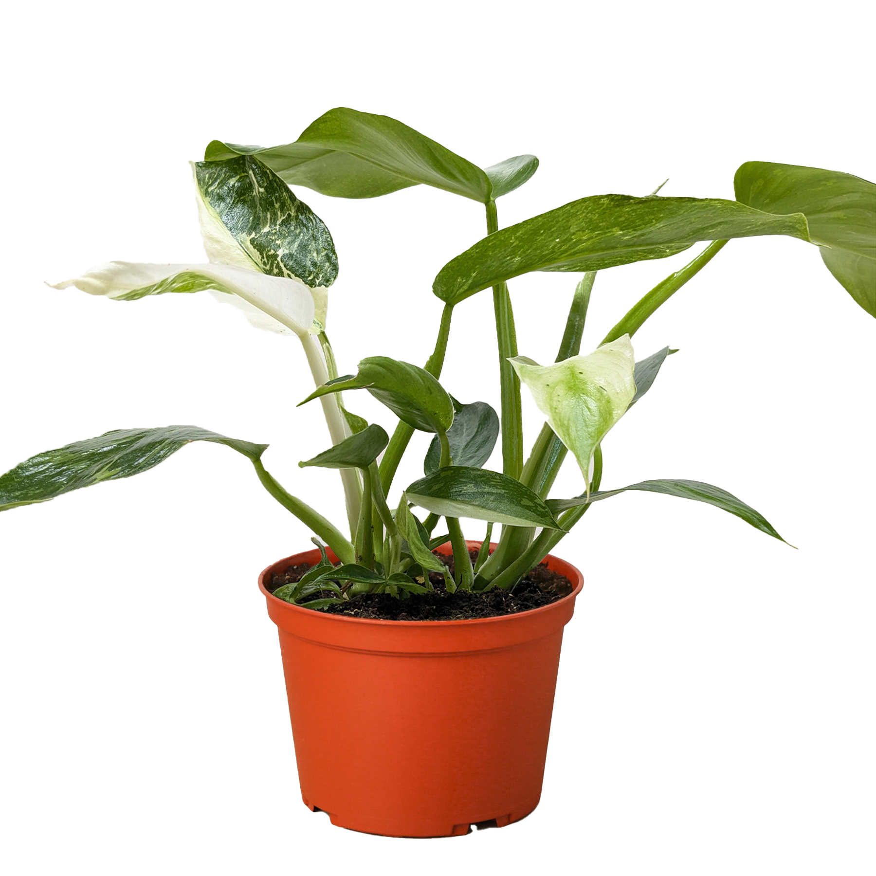 Philodendron Jose Bueno - Fleurish Plant Care, LLC