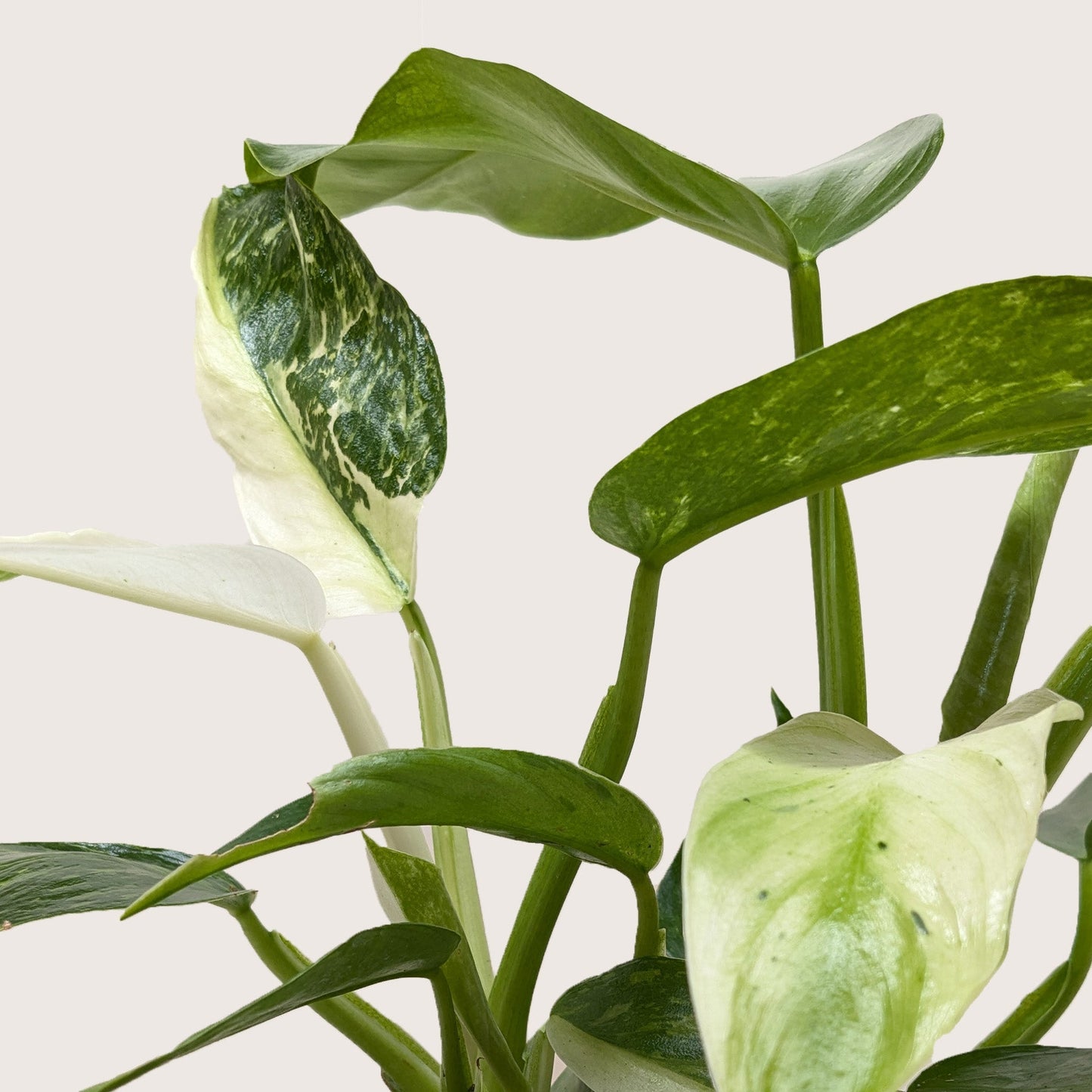 Philodendron Jose Bueno - Fleurish Plant Care, LLC