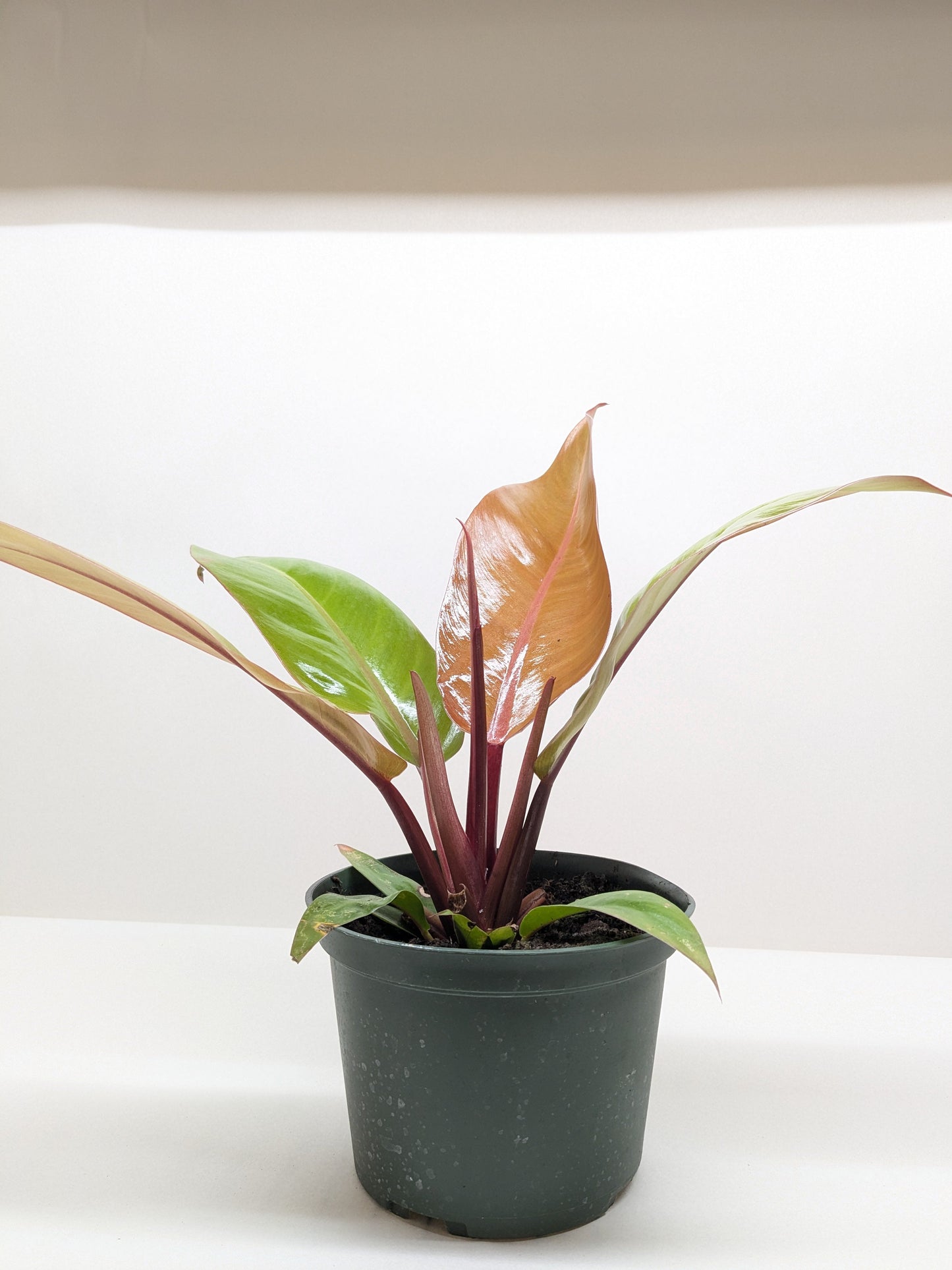 Philodendron 'Prince of Orange' - Fleurish Plant Care, LLC