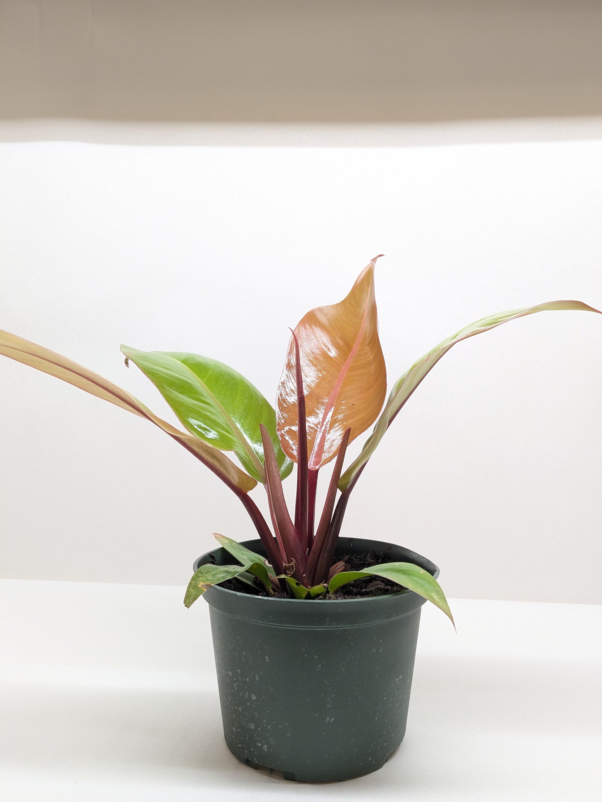 Philodendron 'Prince of Orange' - Fleurish Plant Care, LLC