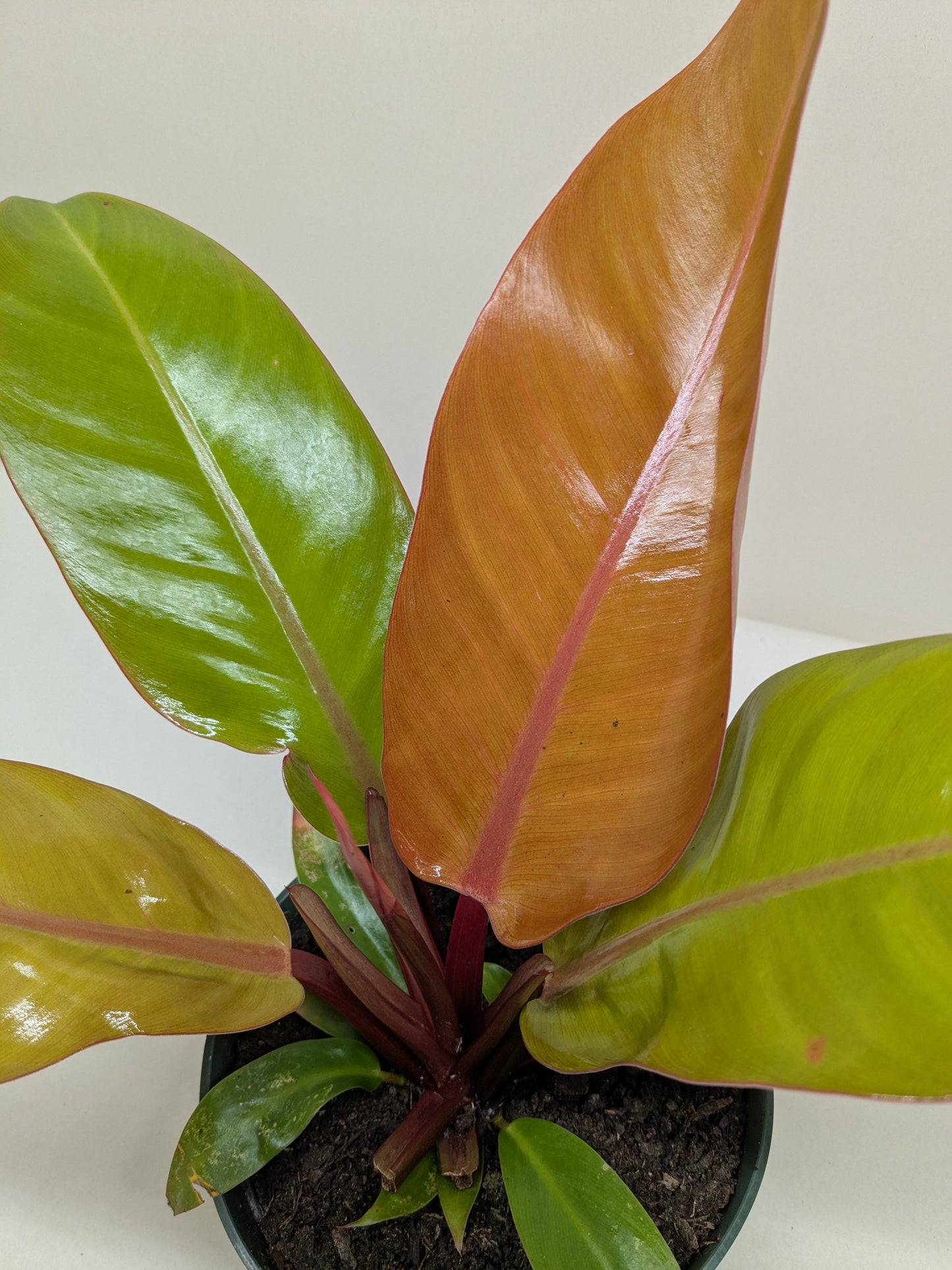 Philodendron 'Prince of Orange' - Fleurish Plant Care, LLC