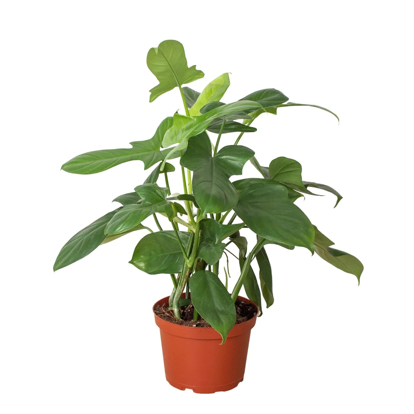 Philodendron 'Silver Sword' - Fleurish Plant Care, LLC